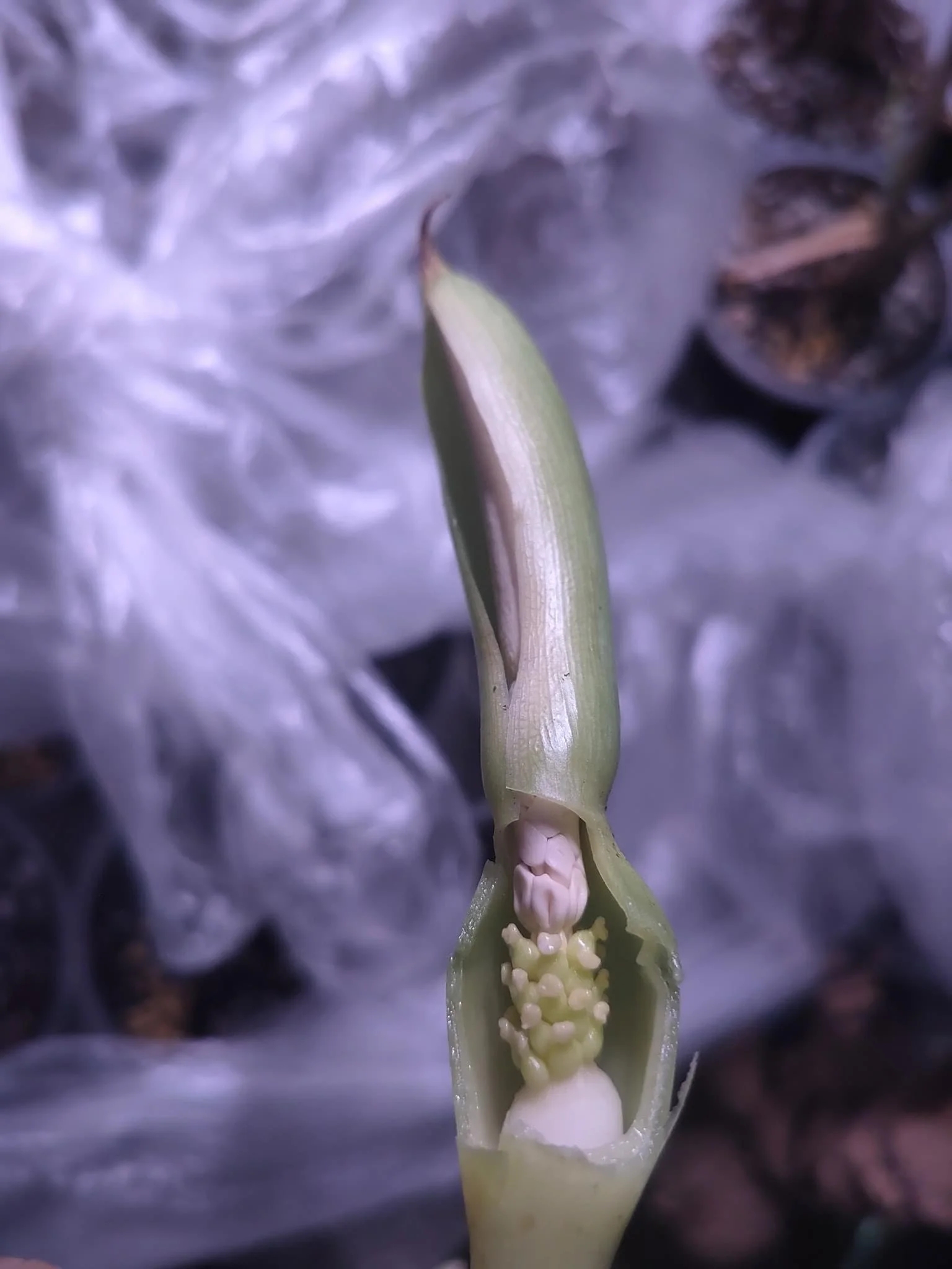 ALOCASIA HETEROPHYLLA 'SHATTERED GLASS' — Aroidpedia